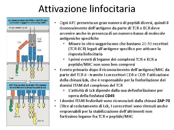 Attivazione linfocitaria • Ogni APC presenta un gran numero di peptidi diversi, quindi il