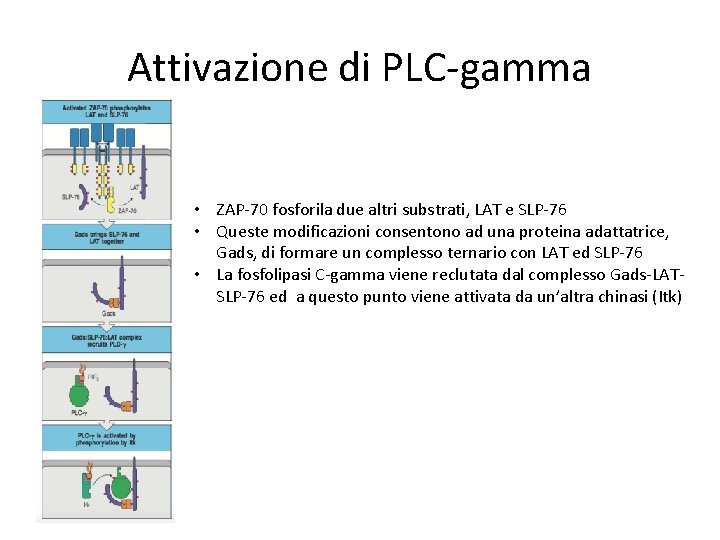 Attivazione di PLC-gamma • ZAP-70 fosforila due altri substrati, LAT e SLP-76 • Queste