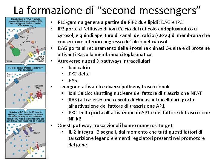 La formazione di “second messengers” • PLC-gamma genera a partire da PIP 2 due