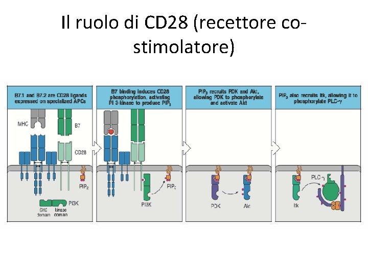Il ruolo di CD 28 (recettore costimolatore) 