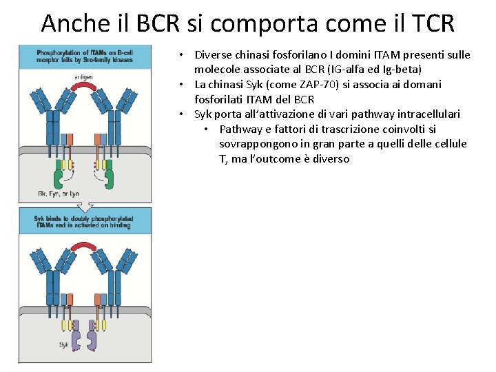 Anche il BCR si comporta come il TCR • Diverse chinasi fosforilano I domini