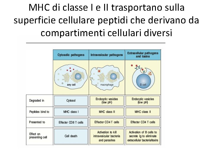 MHC di classe I e II trasportano sulla superficie cellulare peptidi che derivano da