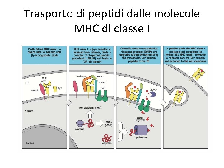 Trasporto di peptidi dalle molecole MHC di classe I 