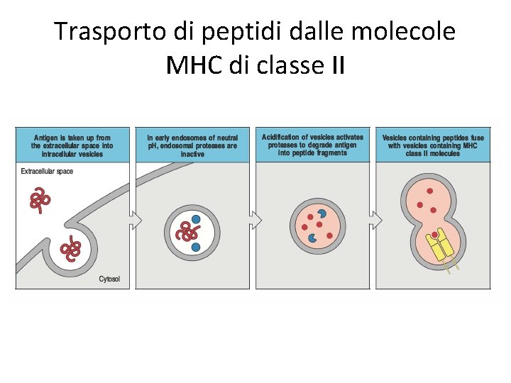 Trasporto di peptidi dalle molecole MHC di classe II 