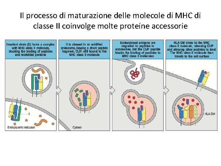 Il processo di maturazione delle molecole di MHC di classe II coinvolge molte proteine