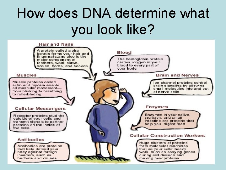 How does DNA determine what you look like? 