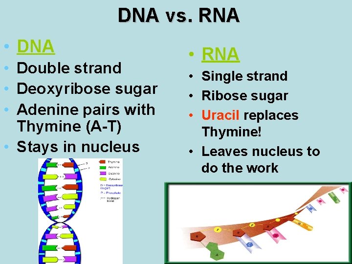 DNA vs. RNA • Double strand • Deoxyribose sugar • Adenine pairs with Thymine