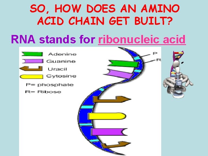 SO, HOW DOES AN AMINO ACID CHAIN GET BUILT? RNA stands for ribonucleic acid