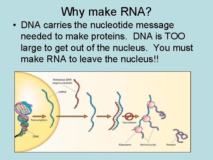 Why make RNA? • DNA carries the nucleotide message needed to make proteins. DNA