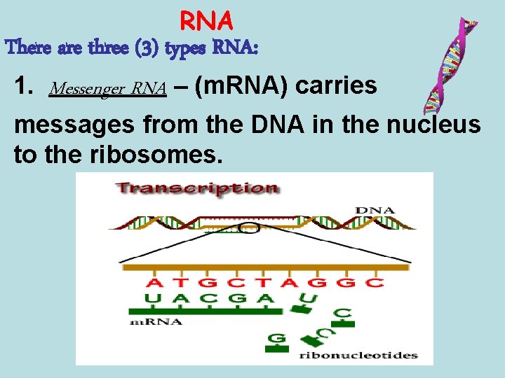 RNA There are three (3) types RNA: 1. Messenger RNA – (m. RNA) carries