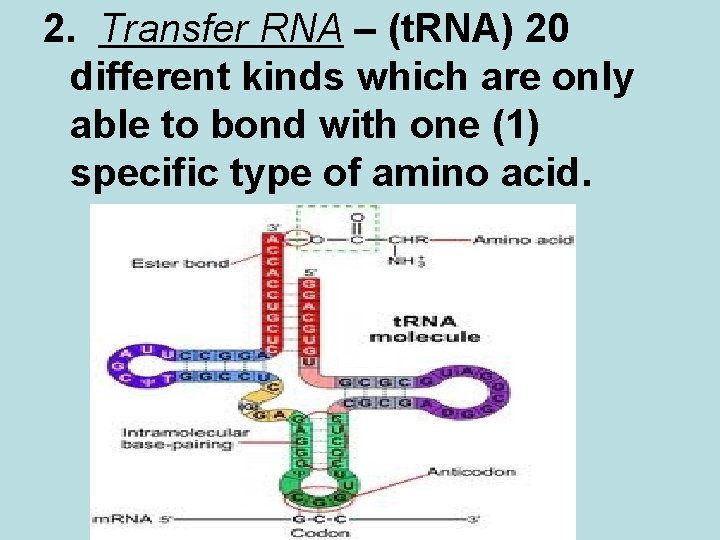 2. Transfer RNA – (t. RNA) 20 different kinds which are only able to