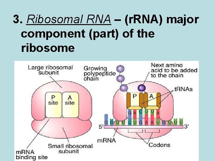 3. Ribosomal RNA – (r. RNA) major component (part) of the ribosome 