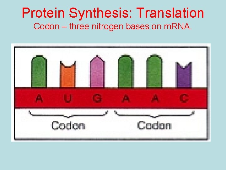 Protein Synthesis: Translation Codon – three nitrogen bases on m. RNA. 