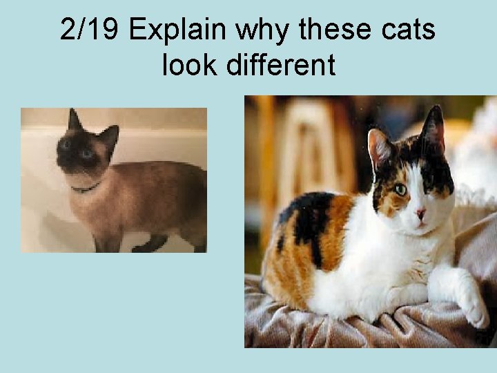 2/19 Explain why these cats look different 