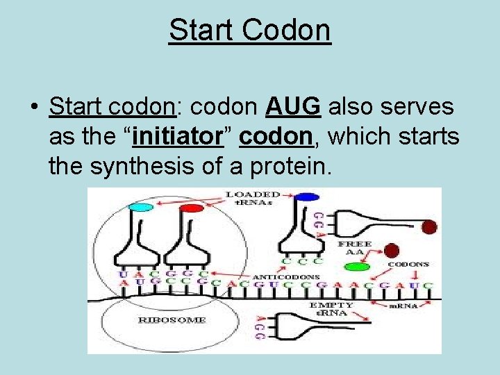 Start Codon • Start codon: codon AUG also serves as the “initiator” codon, which