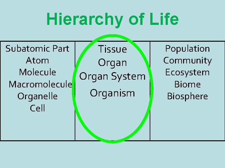 Hierarchy of Life Subatomic Part Tissue Atom Organ Molecule Organ System Macromolecule Organism Organelle