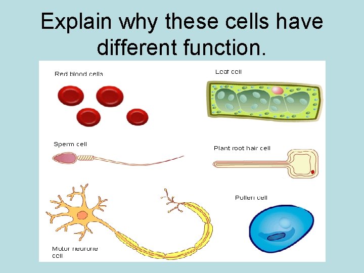 Explain why these cells have different function. 