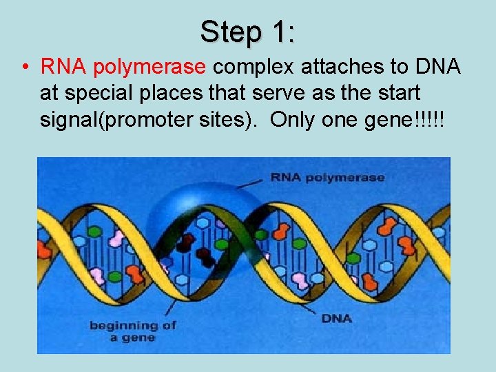 Step 1: • RNA polymerase complex attaches to DNA at special places that serve