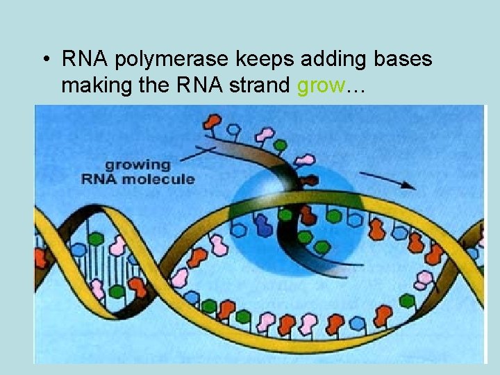  • RNA polymerase keeps adding bases making the RNA strand grow… 