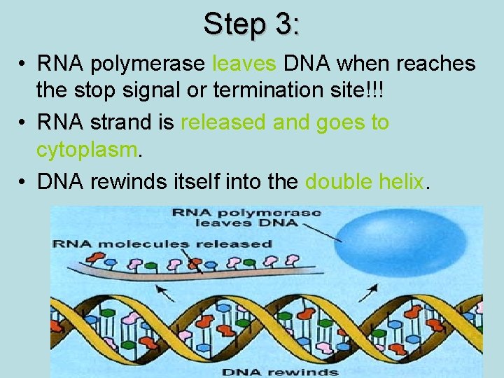 Step 3: • RNA polymerase leaves DNA when reaches the stop signal or termination