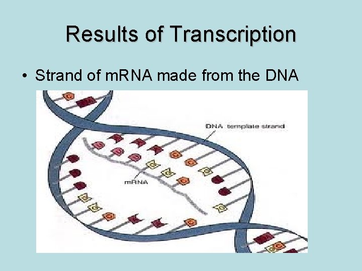 Results of Transcription • Strand of m. RNA made from the DNA 