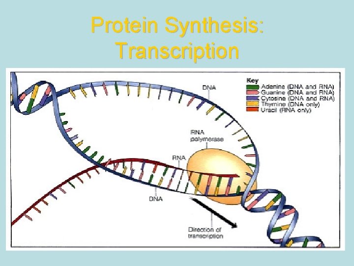 Protein Synthesis: Transcription 
