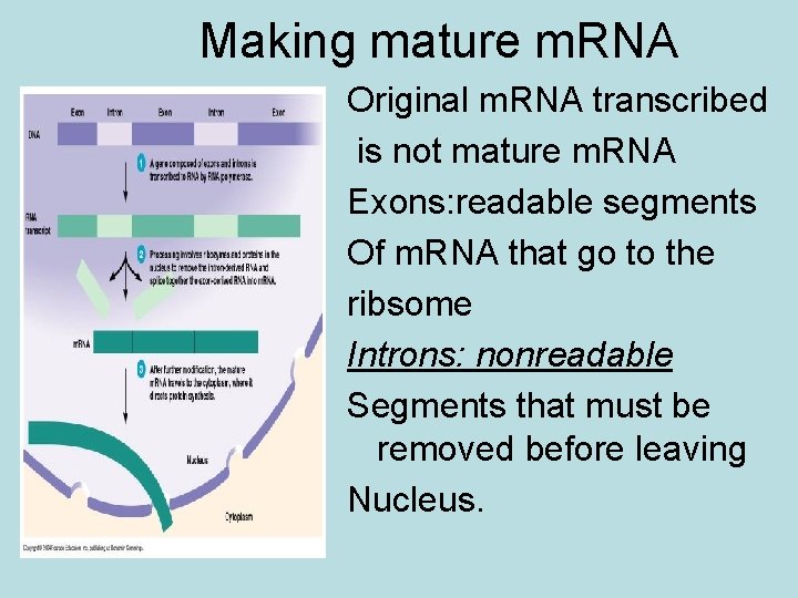 Making mature m. RNA Original m. RNA transcribed is not mature m. RNA Exons: