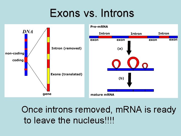 Exons vs. Introns Once introns removed, m. RNA is ready to leave the nucleus!!!!