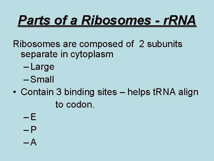 Parts of a Ribosomes - r. RNA Ribosomes are composed of 2 subunits separate