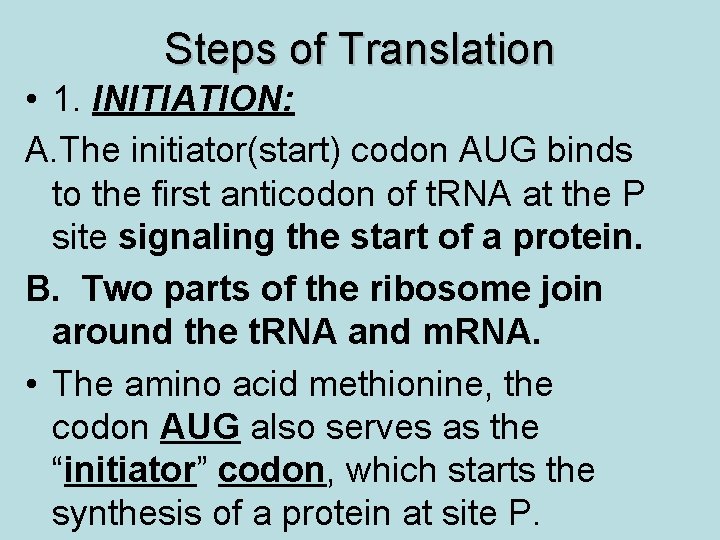 Steps of Translation • 1. INITIATION: A. The initiator(start) codon AUG binds to the