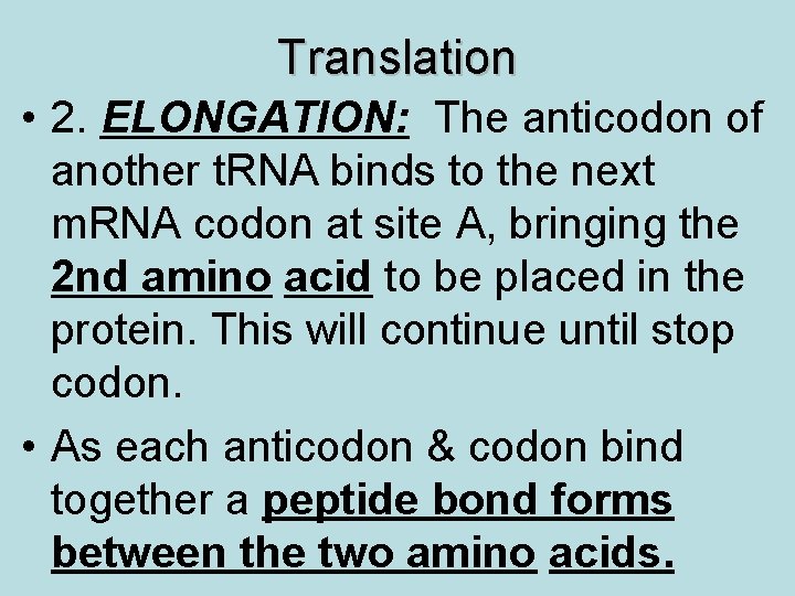 Translation • 2. ELONGATION: The anticodon of another t. RNA binds to the next