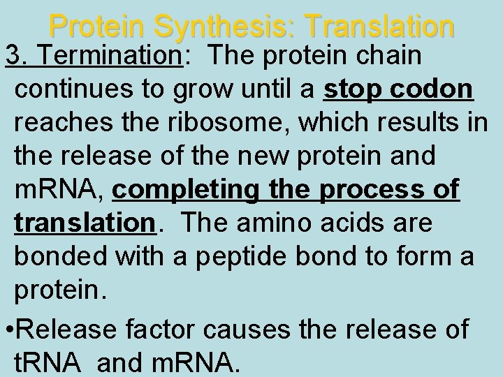 Protein Synthesis: Translation 3. Termination: The protein chain continues to grow until a stop
