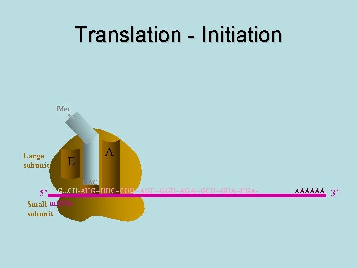 Translation - Initiation f. Met Large subunit E P A UAC 5’GAG. . .