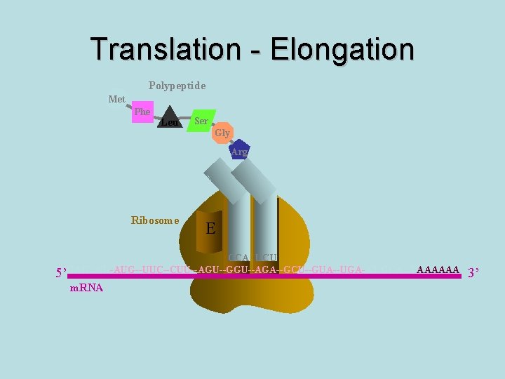 Translation - Elongation Polypeptide Met Phe Leu Ser Gly Arg Ribosome E P A