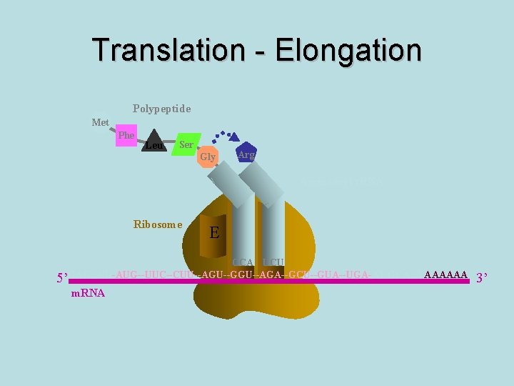 Translation - Elongation Polypeptide Met Phe Leu Ser Gly Arg Aminoacyl t. RNA Ribosome