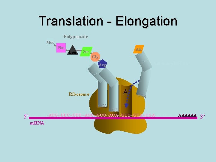 Translation - Elongation Polypeptide Met Phe Leu Ala Ser Gly Aminoacyl t. RNA Arg