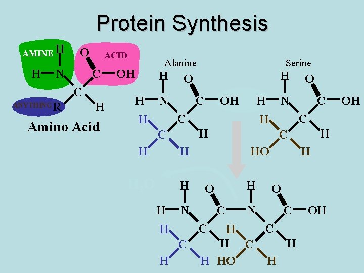 Protein Synthesis AMINE H H O N ACID C C ANYTHING R H Amino