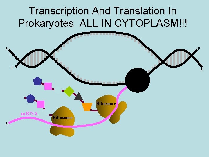 Transcription And Translation In Prokaryotes ALL IN CYTOPLASM!!! 5’ 3’ 3’ 5’ RNA Pol.