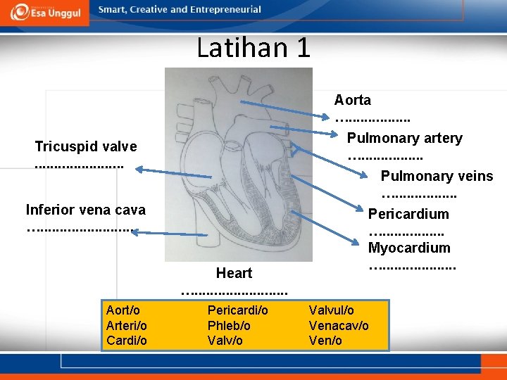 Latihan 1 Tricuspid valve. . . Inferior vena cava …. . . Heart ….