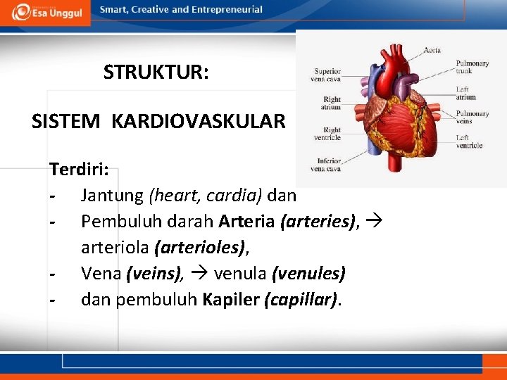 STRUKTUR: SISTEM KARDIOVASKULAR Terdiri: - Jantung (heart, cardia) dan - Pembuluh darah Arteria (arteries),