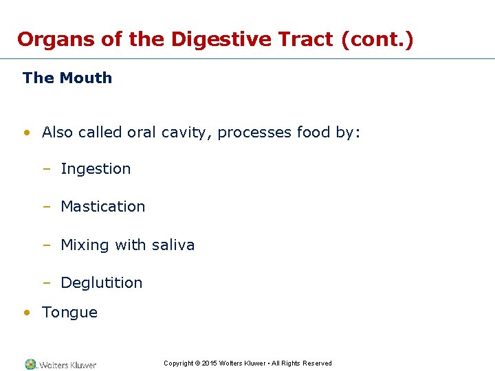 Organs of the Digestive Tract (cont. ) The Mouth • Also called oral cavity,