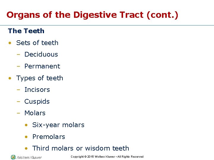 Organs of the Digestive Tract (cont. ) The Teeth • Sets of teeth –