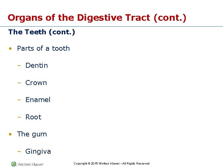 Organs of the Digestive Tract (cont. ) The Teeth (cont. ) • Parts of
