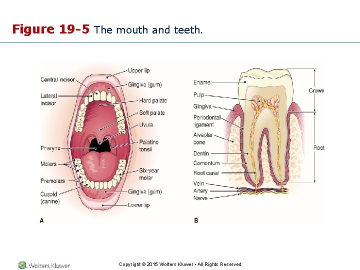 Figure 19 -5 The mouth and teeth. Copyright © 2015 Wolters Kluwer • All