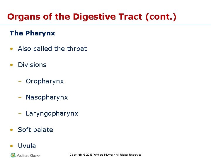 Organs of the Digestive Tract (cont. ) The Pharynx • Also called the throat