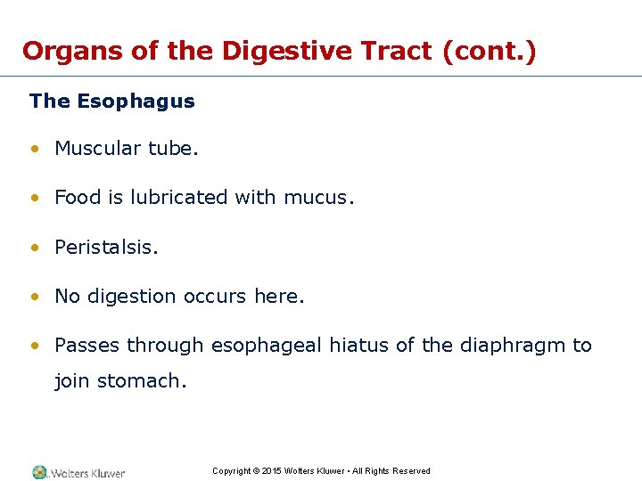 Organs of the Digestive Tract (cont. ) The Esophagus • Muscular tube. • Food