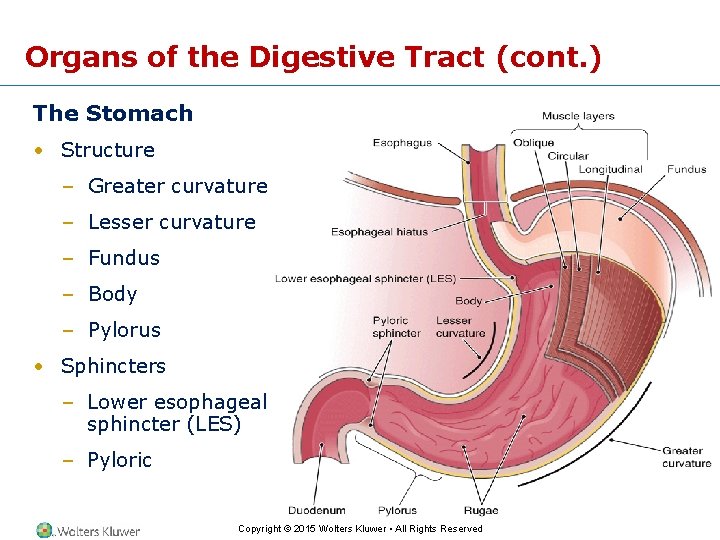 Organs of the Digestive Tract (cont. ) The Stomach • Structure – Greater curvature