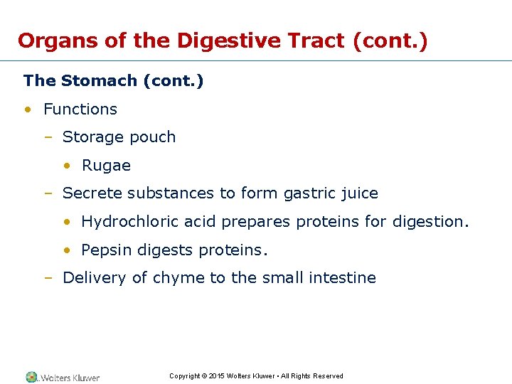 Organs of the Digestive Tract (cont. ) The Stomach (cont. ) • Functions –