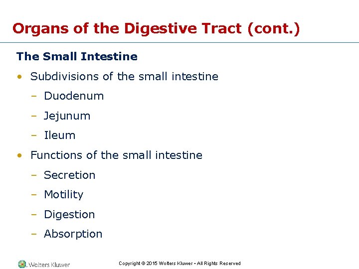 Organs of the Digestive Tract (cont. ) The Small Intestine • Subdivisions of the