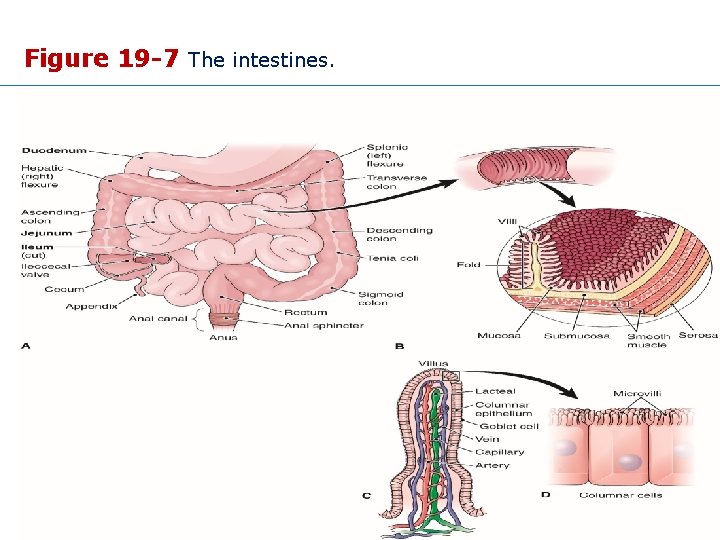 Figure 19 -7 The intestines. Copyright © 2015 Wolters Kluwer • All Rights Reserved